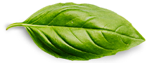INICIO Basil Leaf